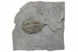 Dalmanites Trilobite Fossil - New York #219927-1